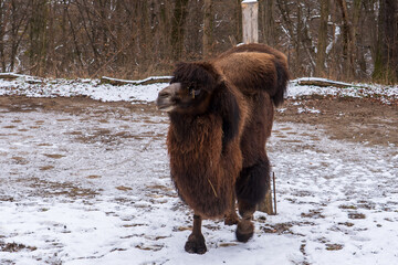 Zlin, Czech Republic - February 15, 2025: Animals in the zoo. A camel in an enclosure in winter....
