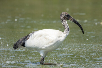 Ibis sacro, Threskiornis aethiopicus, nell'oasi naturalistica.