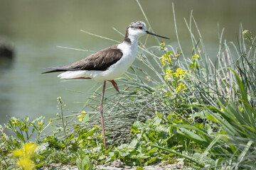 Il cavaliere di Italia, Himantopus himantopus, nidificante.