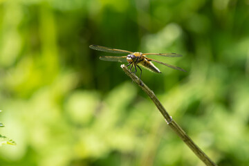 Dragonfly on a dead blade of grass