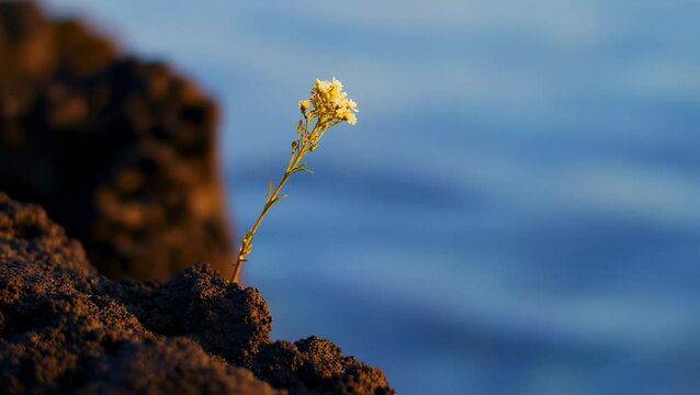 Tiny yellow flower growing alone on rocky cliff with blue water background
