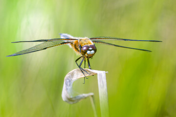 Dragonfly on a dead blade of grass