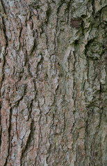 Details of the bark of quercus muehlenbergii