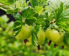 Grüne Stachelbeeren reifen am Strauch