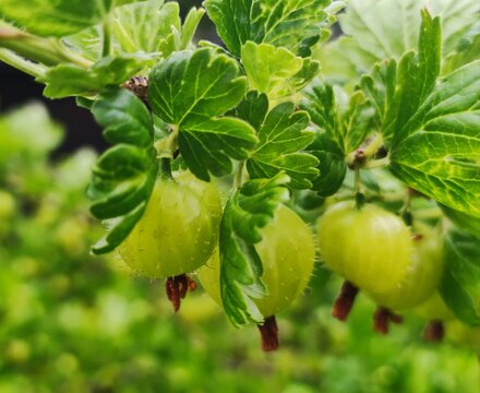 Gr&uuml;ne Stachelbeeren reifen am Strauch