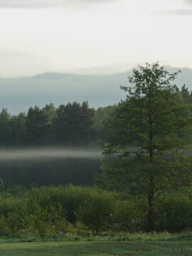 Lonely tree in foggy forest with bright sky at sunrise, peaceful nature scene