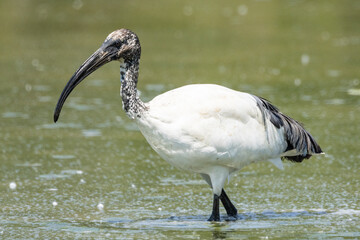 Ibis sacro, Threskiornis aethiopicus, nell'oasi naturalistica.