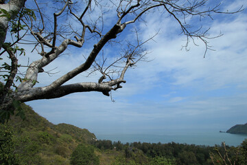 Coastal View with Bare Tree Branch. A scenic view of the coastline framed by the silhouette of a leafless tree branch, set against a cloudy blue sky.