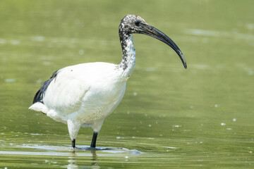 Ibis sacro, Threskiornis aethiopicus, nell'oasi naturalistica.