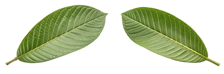 Obraz premium guava leaves isolated on white background