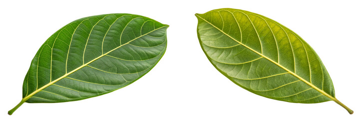 green jackfruit leaf isolated on white