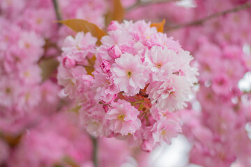 Soft pink cherry blossoms with overlapping petals and yellow centres. Diffused light and a blurred background create a gentle, bright, and elegant floral backdrop and romantic atmosphere