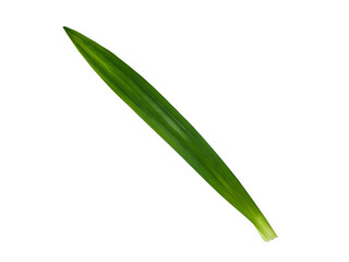 pandan leaf pandan leaf raw material food plant leaf