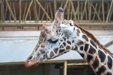 Zlin, Czech Republic - February 15, 2025: Animals in the zoo. A young giraffe stands inside an indoor zoo enclosure next to a height measurement scale.