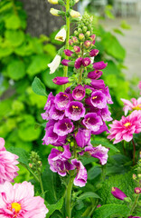 Pink foxglove flowers in the summer garden   © Maryna Konoplytska