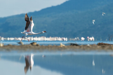 Elegant flamingo launching into flight across tranquil lake. Bird's graceful movement captured against backdrop of distant hills. Scenic wildlife moment in natural habitat.