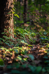 Tree Trunk in Morning Forest Light