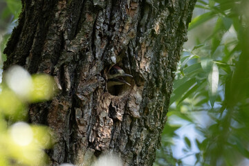 Picchio rosso maggiore, Dendrocopos major, nutre piccolo nella tana.