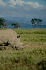 Obraz premium Rhinoceros feeding on grass in vast savannah. Majestic wildlife in natural habitat under blue sky. African safari scene showcasing diverse ecosystems.