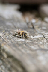 Bee 2