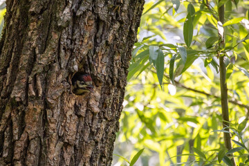 Picchio rosso maggiore, Dendrocopos major, nutre piccolo nella tana.