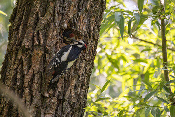 Picchio rosso maggiore, Dendrocopos major, nutre piccolo nella tana.