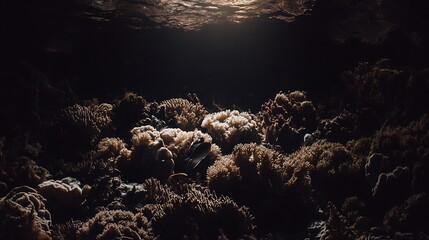Coral reef ecosystem bathed in dim light