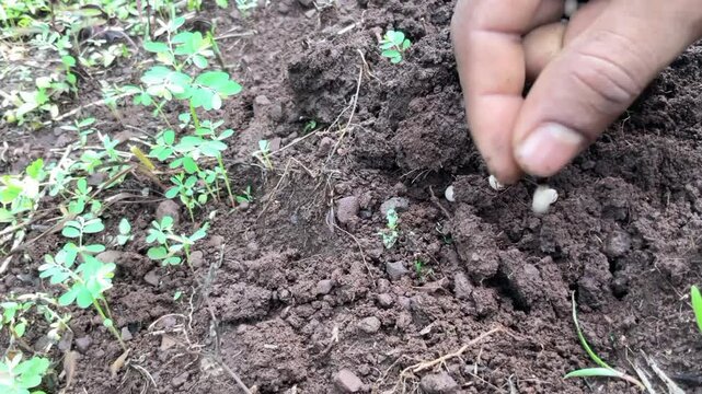 Cultivation of pigeon pea (tur, arhar) seed in Indian agriculture farm.