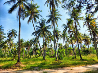 Obraz premium Lush green palm tree landscape under a clear blue sky in a tropical setting during the day