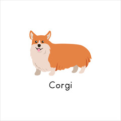 Adorable cartoon corgi dog illustration