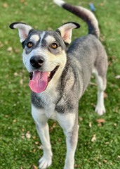 Gray and Tan Husky Mix Smiling on Grass