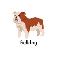 Cute bulldog dog breed illustration