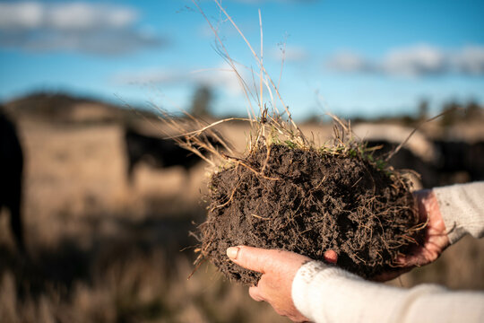 Fototapeta female soil scientist agronomist farmer looking at soil samples and grass in a field in spring. looking at growth of plants and soil health