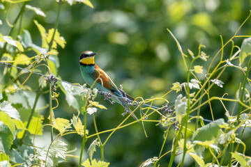 Il gruccione, Merops apiaster, nel filare di vite.