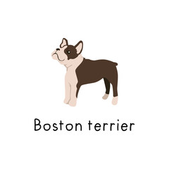Cute cartoon Boston terrier dog breed illustration
