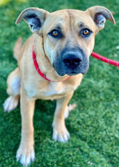 Shepherd Mix with Red Leash on Turf