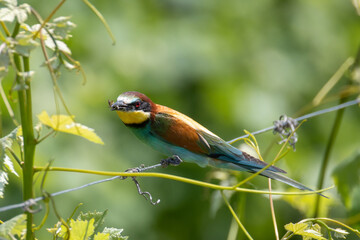 Il gruccione, Merops apiaster, nel filare di vite.
