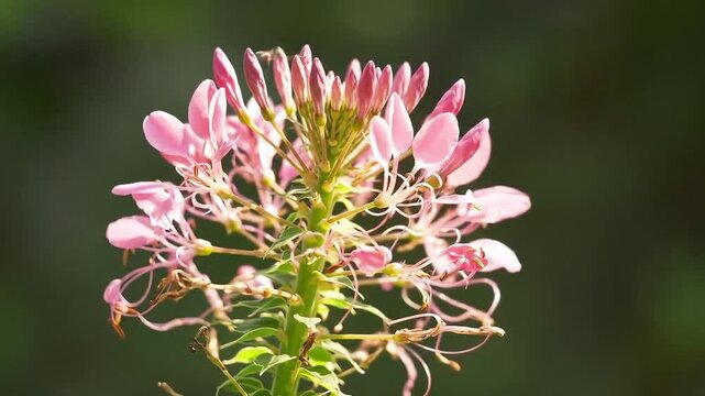 Timelapse of a nerine flower blooming in soft pink tones, with delicate filaments dancing in sunlight, creating an airy and elegant visual. Created with generated AI.