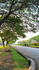 Nature's Canopy: A Serene Roadway.  Lush green trees with sprawling canopies form an inviting archway over the paved surface, creating a 