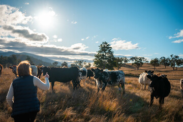 female australian farmer working in stock yards with a herd of cows, Hardworking Farmer Monitoring Cattle on a Rural Australian farm. innovation in agriculture with regenerative organic practices