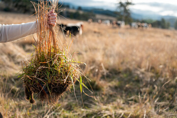 female soil scientist agronomist farmer looking at soil samples and grass in a field in spring....