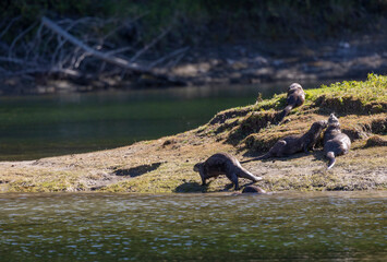 River Otters on the Bank of the Snake River in Wyoming in Autumn