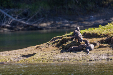 River Otters on the Bank of the Snake River in Wyoming in Autumn