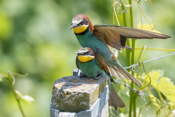 Gruccione in accoppiamento, Merops apiaster.