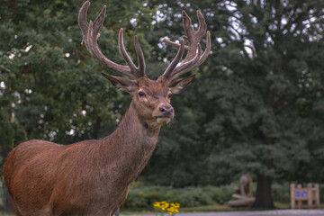 deer in the forest