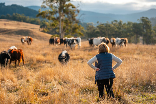 female australian farmer working in stock yards with a herd of cows, Hardworking Farmer Monitoring Cattle on a Rural Australian farm. innovation in agriculture with regenerative organic practices