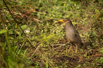 The Chiguanco thrush (Turdus chiguanco) hunting in Prau Mountain, Indonesia. Its natural habitats are subtropical or tropical high-altitude shrubland and heavily degraded former forest.
