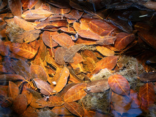 Herbstbätter im Teichwasser