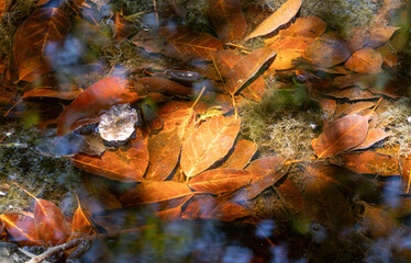 Herbstbätter im Teichwasser