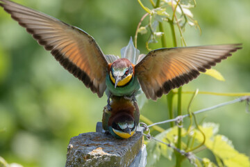 Il gruccione, Merops apiaster, nel filare di vite.